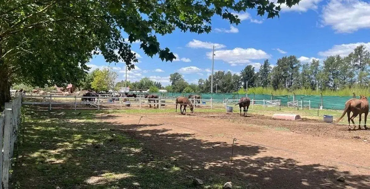 Lote HARAS DEL PILAR 5