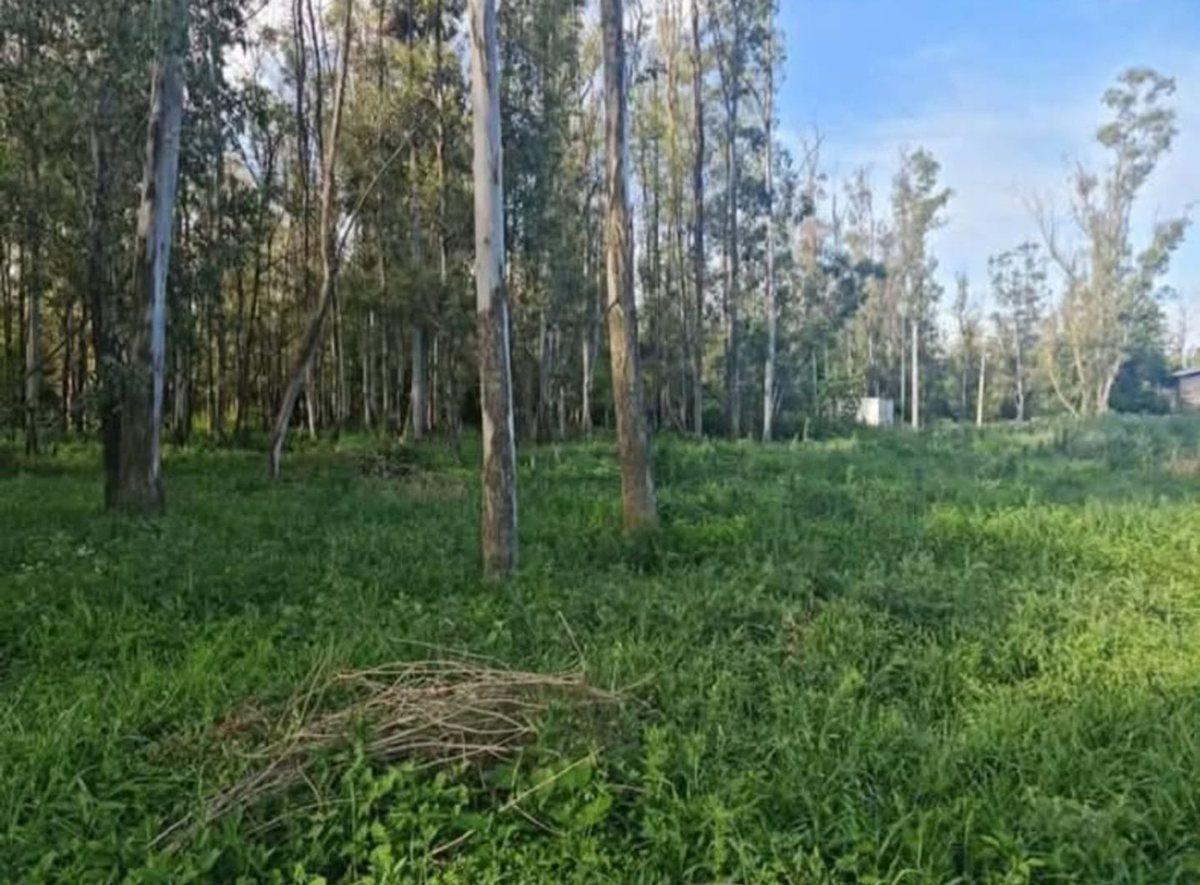 VENTA DE LOTES EN ANDINO