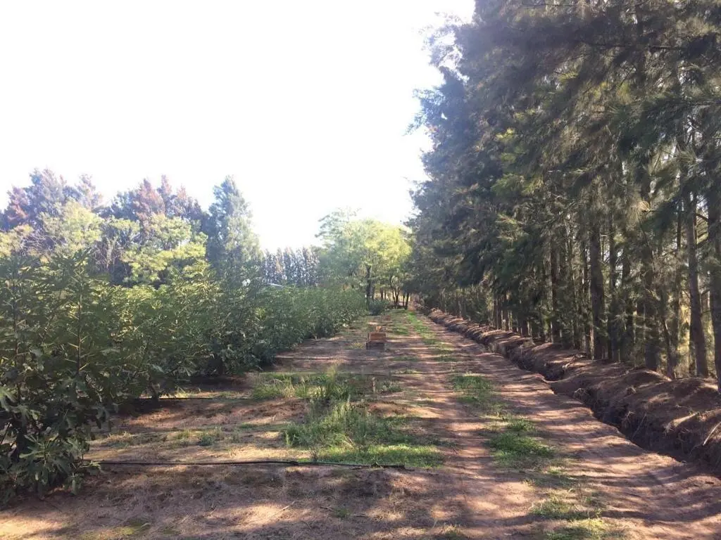 Quinta en venta - 2 Dormitorios 1 Baño - 100.000Mts2 - Florencio Varela 3
