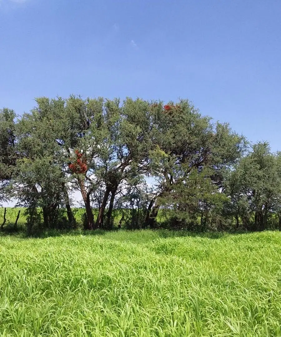 Campo en venta - 193.000Mts2 - Mina Clavero 5