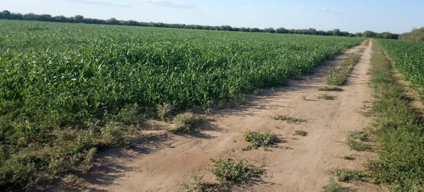 Campo en venta - 2000 HA - Córdoba 5