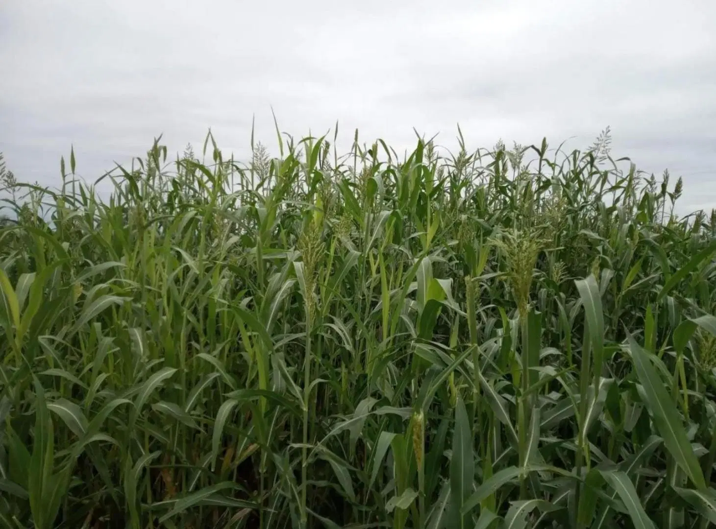 Campo en venta - 2000 HA - Córdoba 8