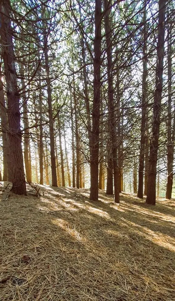 Terreno en venta - 660Mts2 - San Martín de los Andes 5