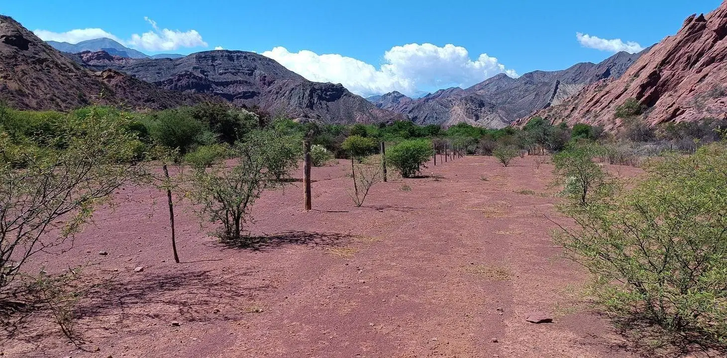 Viñedo en venta - 27.300Mts2 - Salta 1