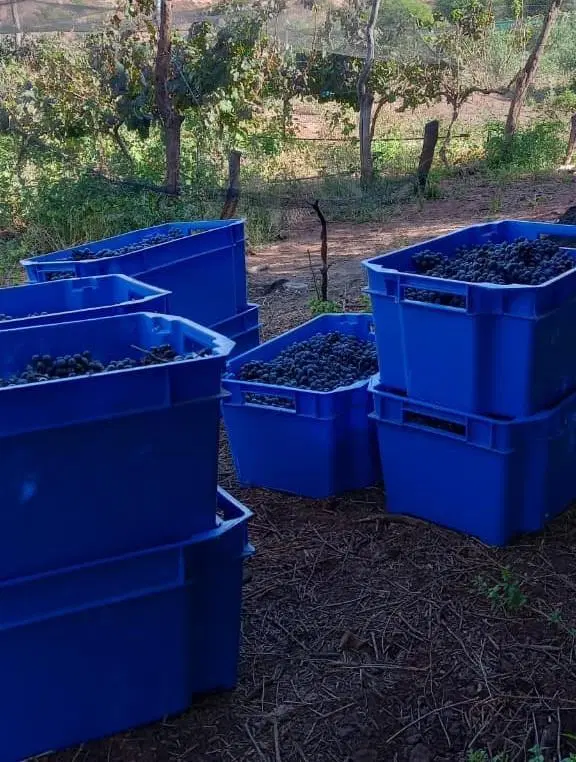 Viñedo en venta - 27.300Mts2 - Salta 5