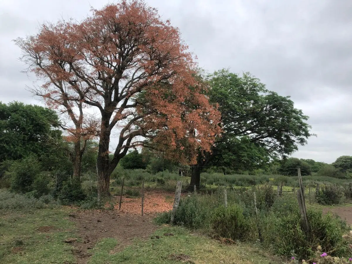 Campo en venta - 1.597 Hectáreas - Chaco 4