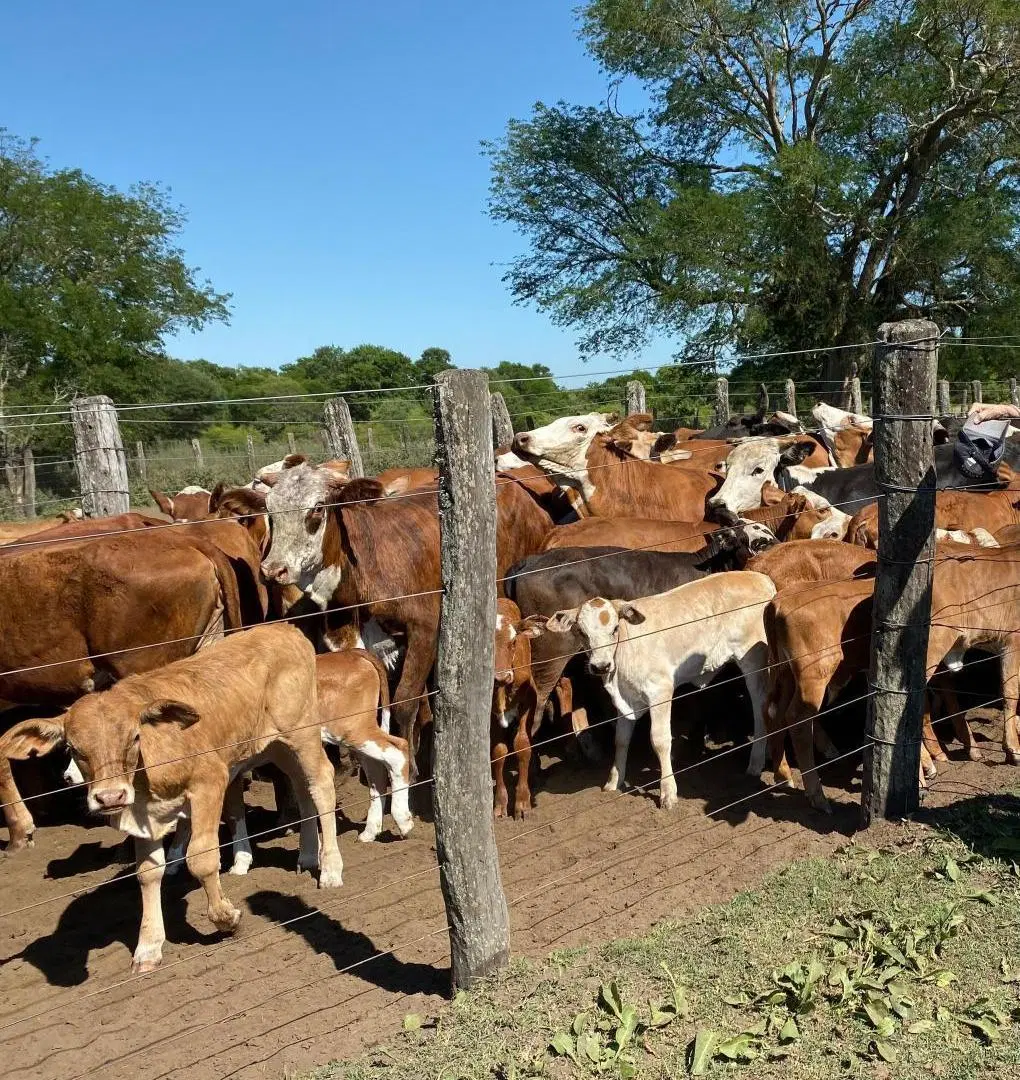 Campo en venta - 1.597 Hectáreas - Chaco 2