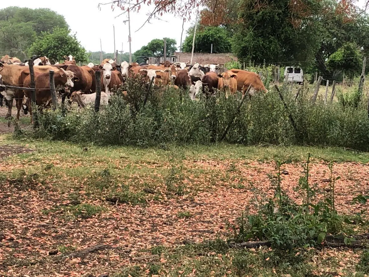 Campo en venta - 1.597 Hectáreas - Chaco 5