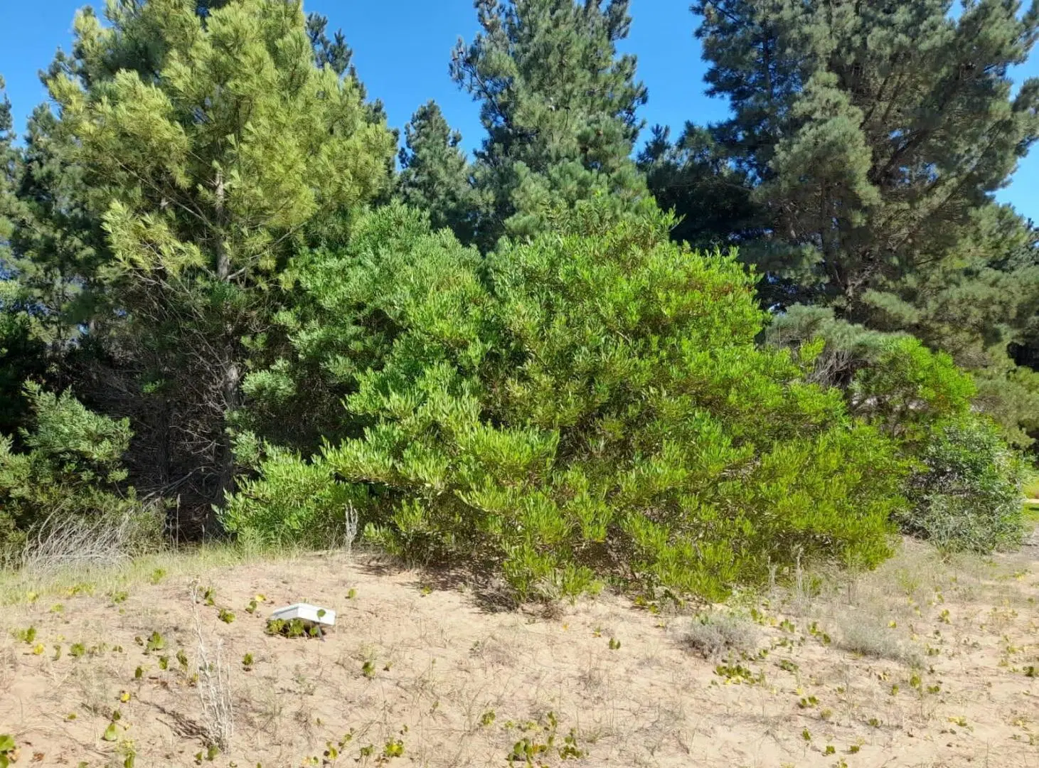 Terreno en venta - 900 mts2 - Ecuestre, Costa Esmeralda 5
