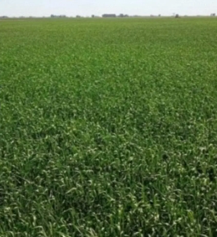 Campo en venta - 1537Ha - Santa Fe 4