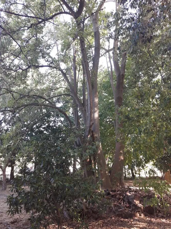 Terreno venta - 20x56mts - 1119mts2 totales - El Rodeo, Abasto, La Plata 5
