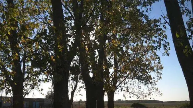 Campo venta - 71,2 x 224 Mts - 1,6Hectareas -  Pergamino 5
