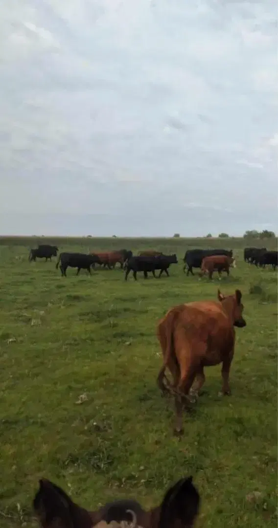 Campo en venta - 11.870.000mts2 - Entre Ríos 2