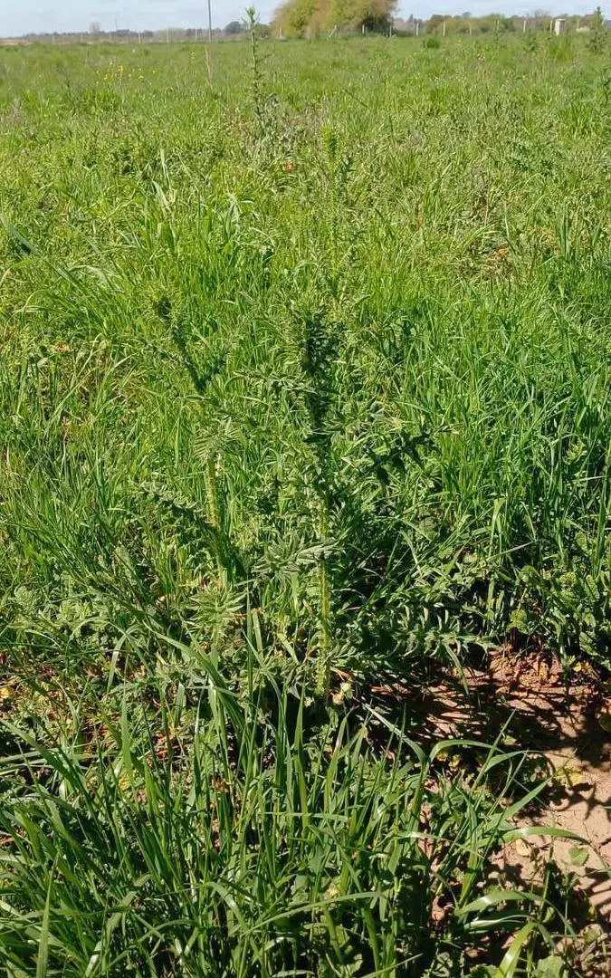 Terreno en venta - 800mts2 - San Fermín - Merlo 3