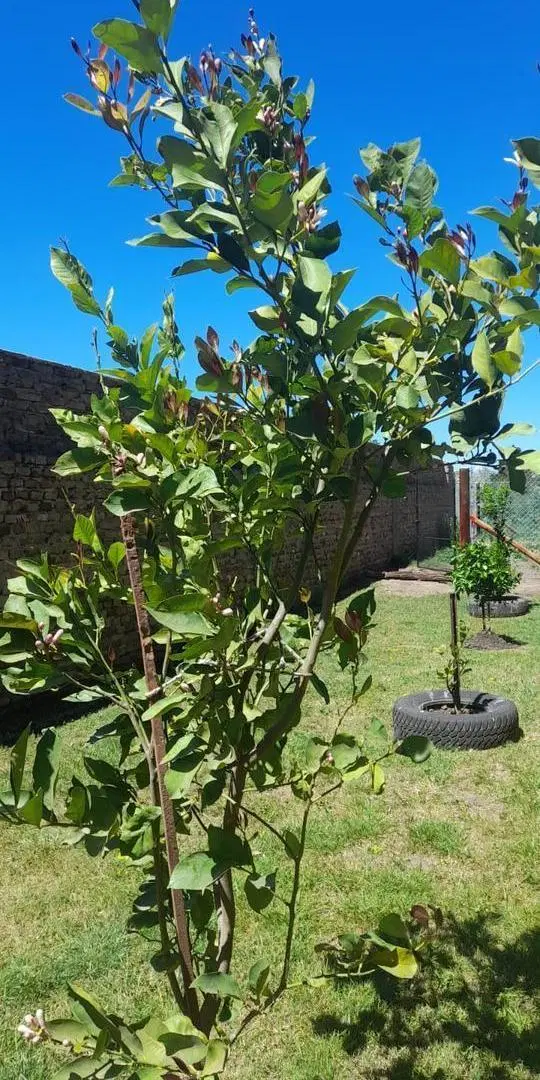 Casa en venta - 2 Dormitorios 1 Baño - Cochera - 1.079Mts2 - Uruguay 5