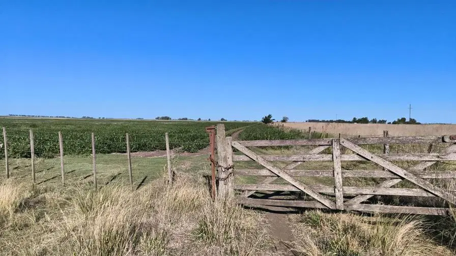 Campo en alquiler - 248 Hectáreas - Benito Juarez 2