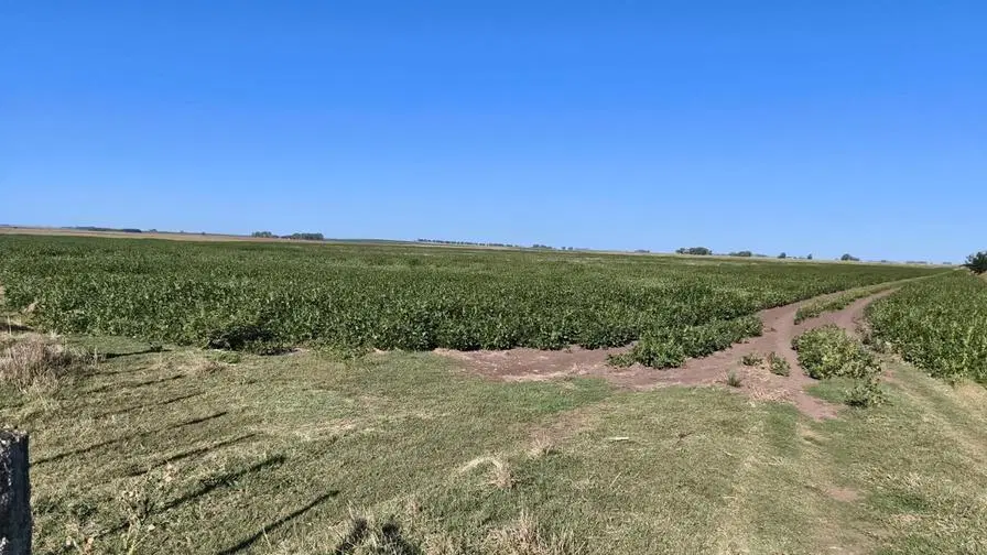 Campo en alquiler - 248 Hectáreas - Benito Juarez 1