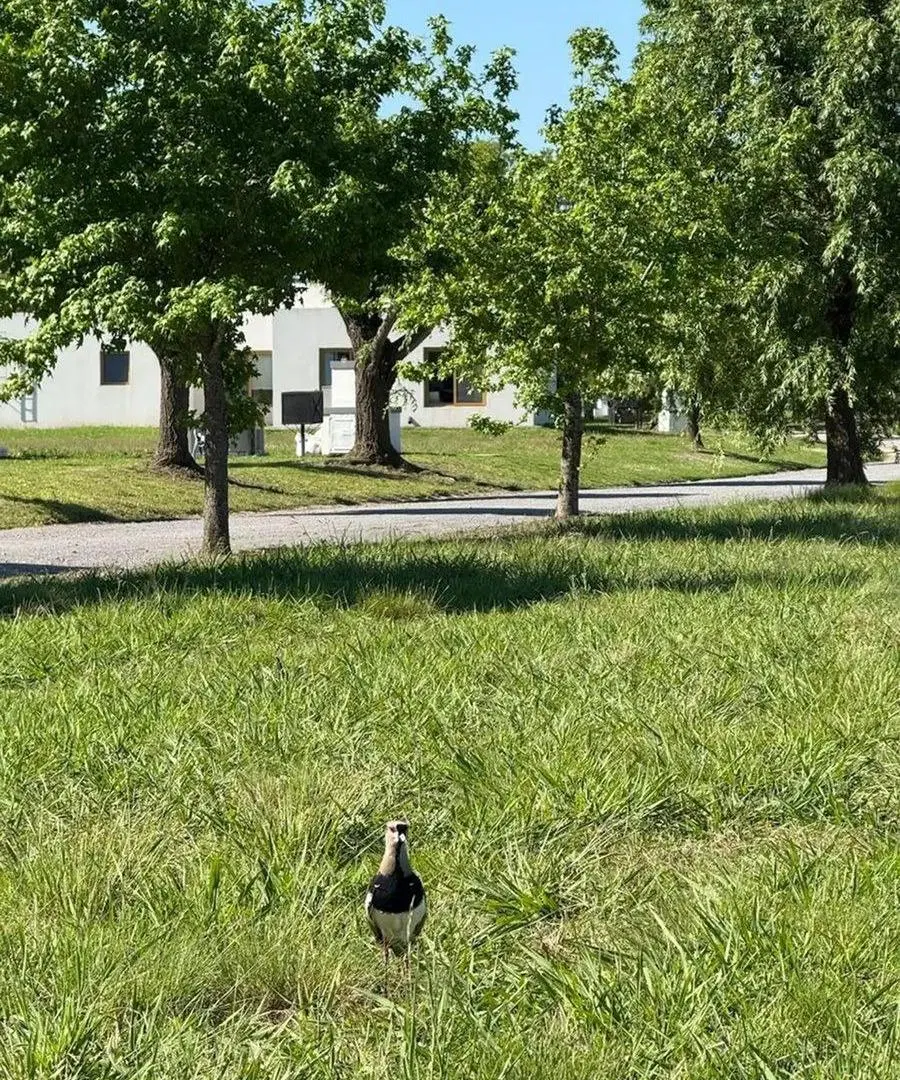 Terreno en venta - 2.000Mts2 - Luján 4