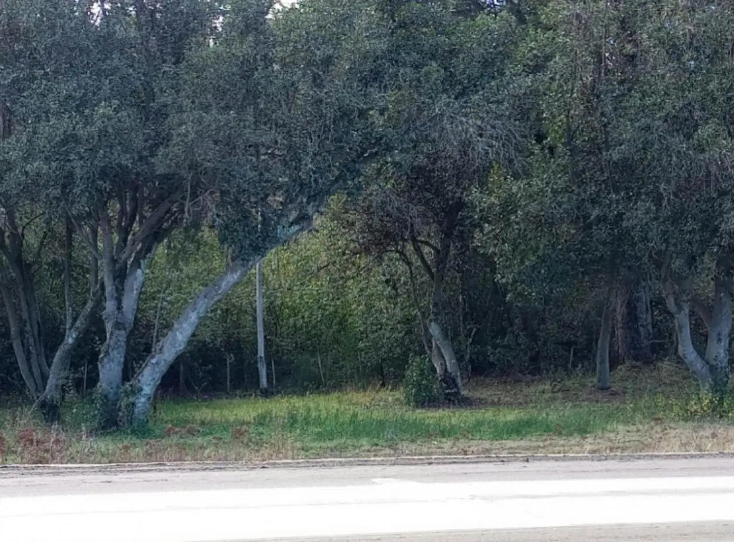 Terreno en venta - 6.000Mts2 - Villa La Angostura 2