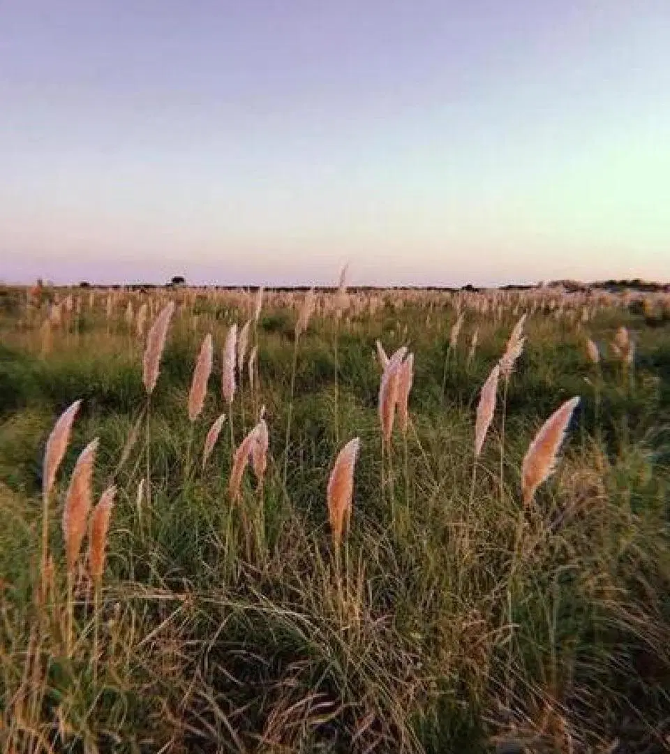 Terreno en venta - 2.600mts2 - El Salvaje, Mar De Las Pampas 5