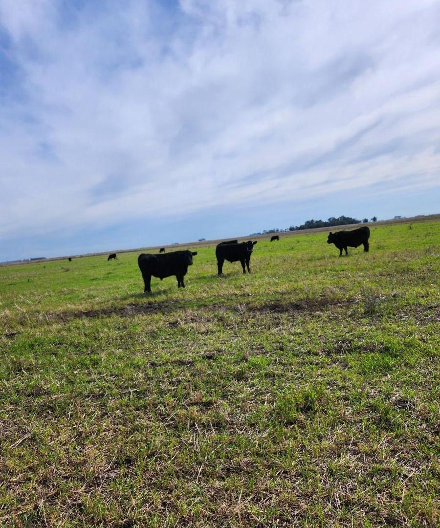 Campo en venta - 3000000mts2 - Laprida