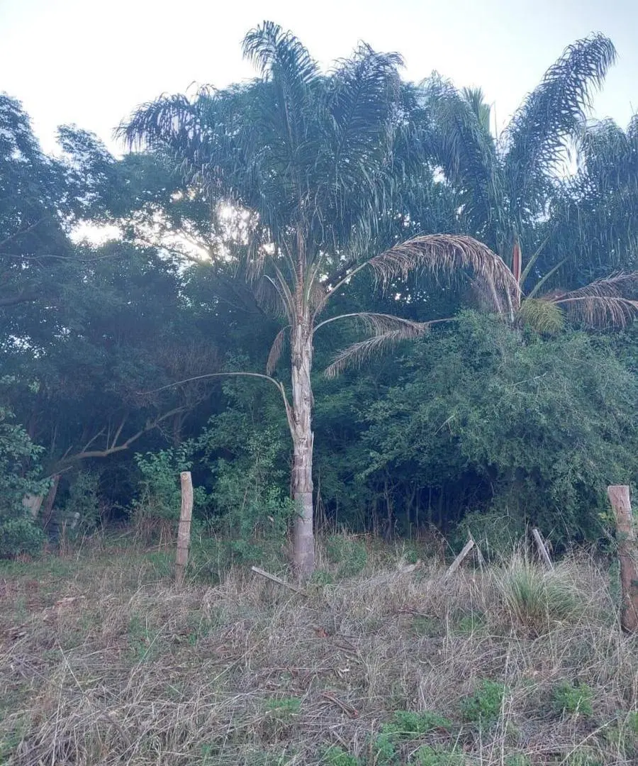 Campo en venta - 260.328Mts2 - Lobos 4