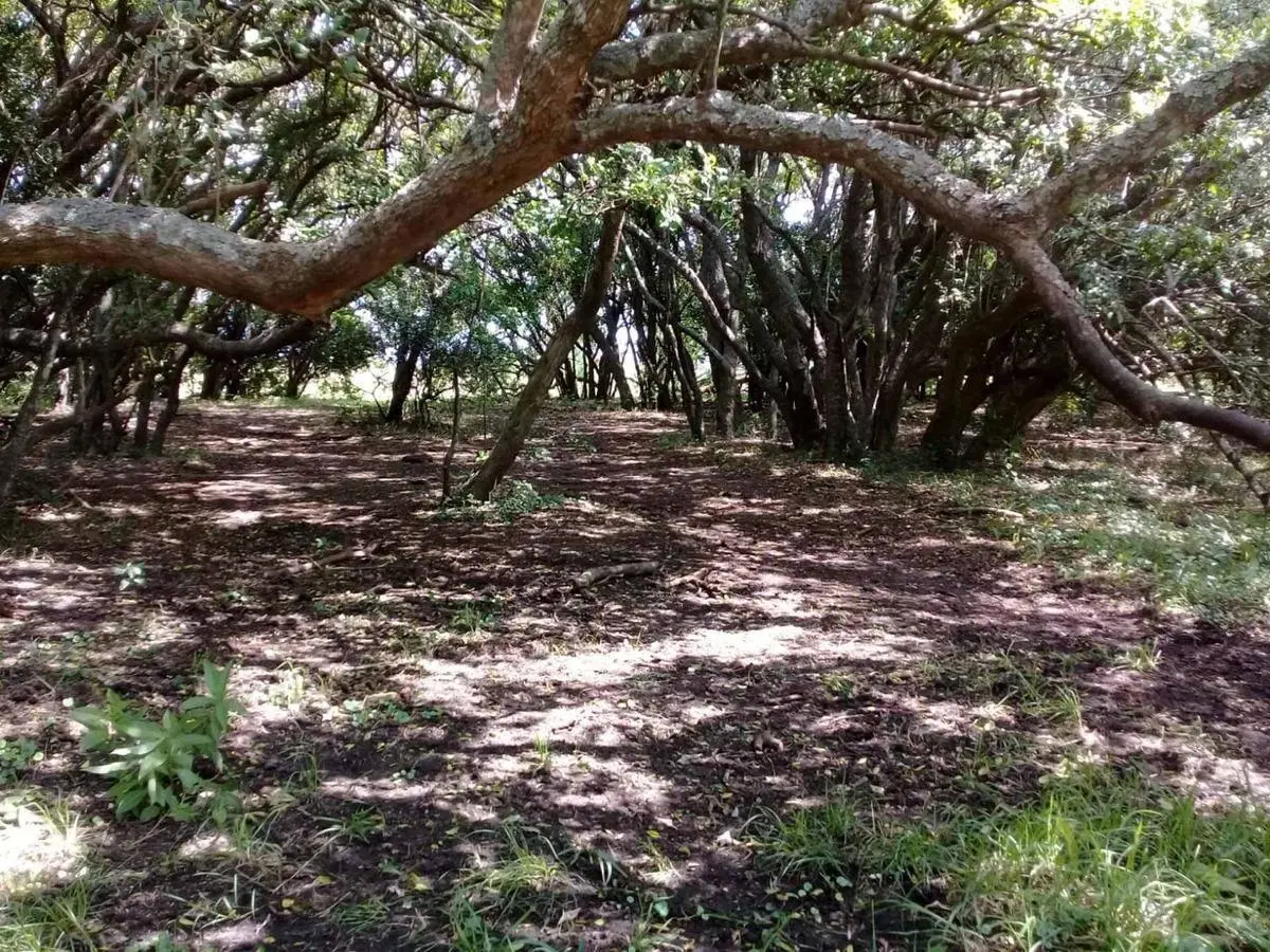 Campo en venta - 101 Hectáreas - Pinamar 2