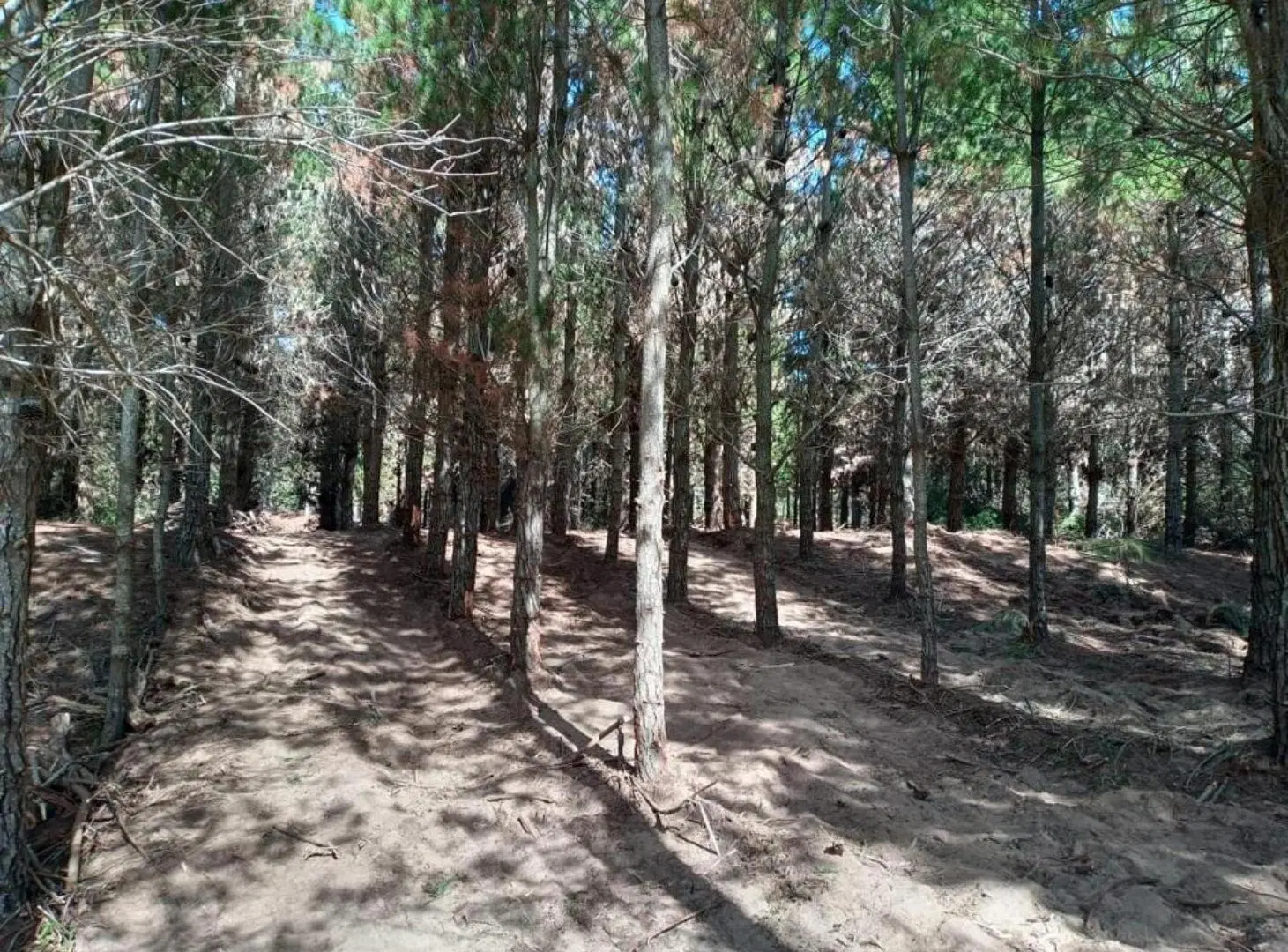 Terreno en venta - 917Mts2 - Pinamar 4