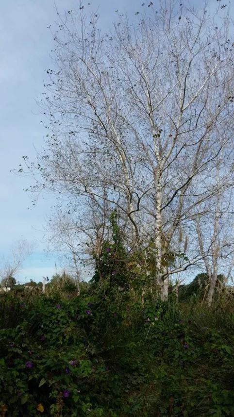 Terreno venta 50x40 mts - 2.000 mts 2 totales - Mar De Ajo