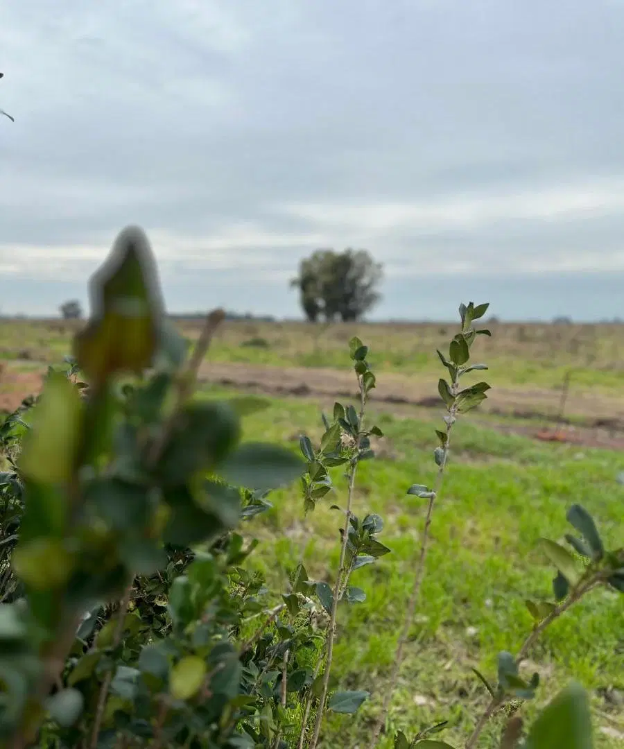 Terreno en venta - 600Mts2 - General Rodríguez 3
