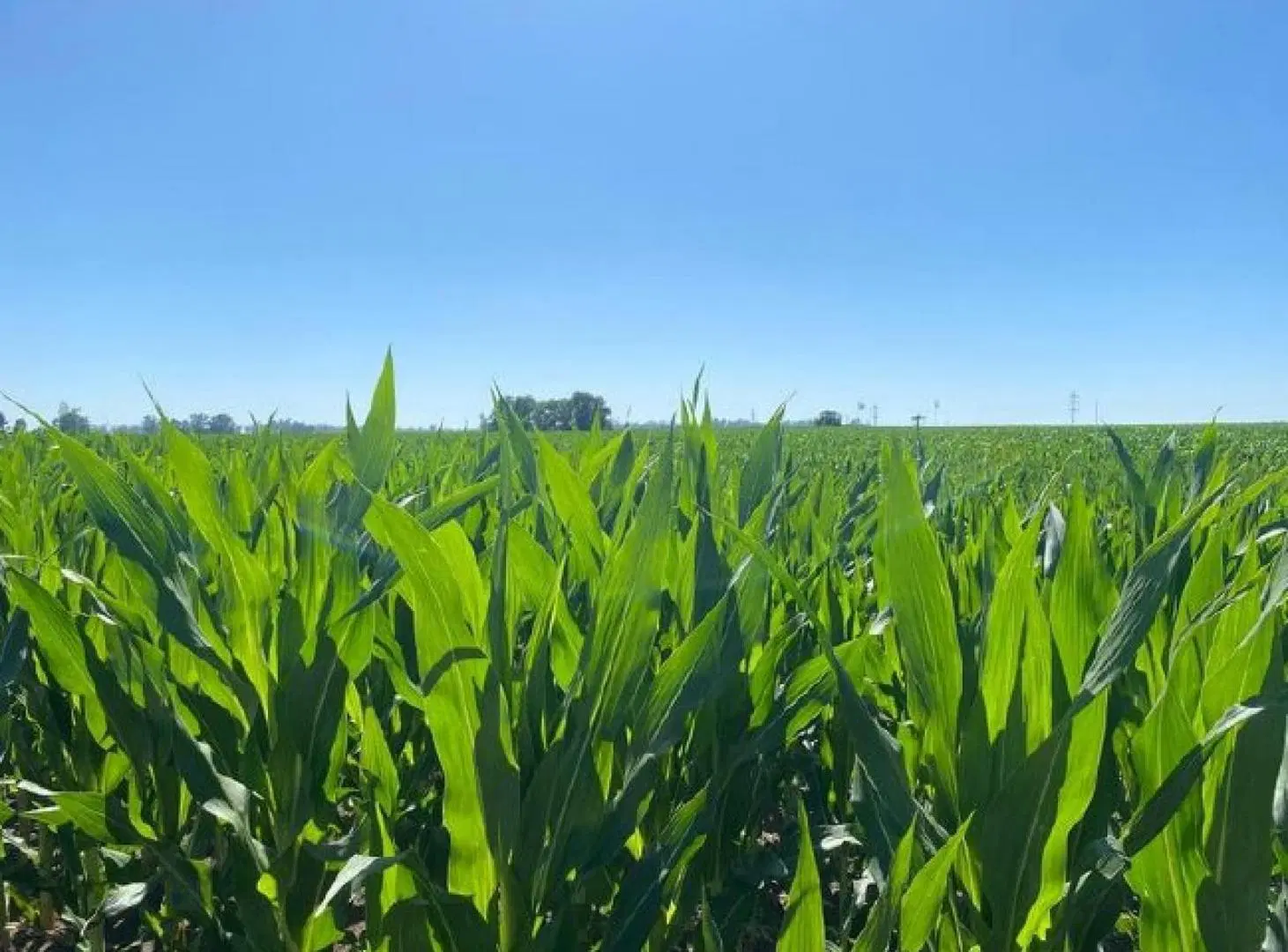 Campo en venta - 6.900.000Mts2 - Pergamino 4