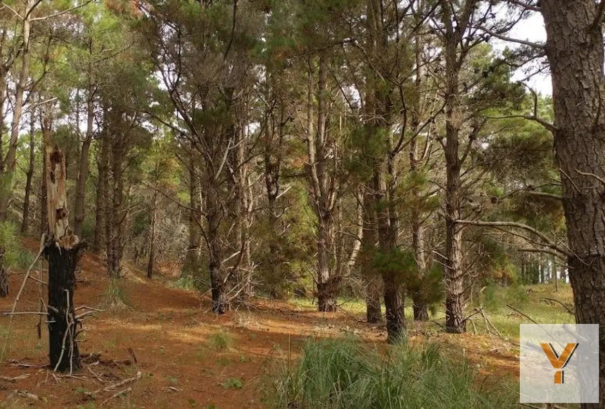 Terreno en venta - 1.000Mts2 - Punta Médanos 4