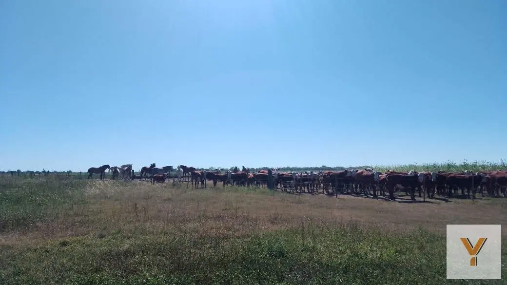 Campo en venta - 6.056 Hectáreas - San Justo 3