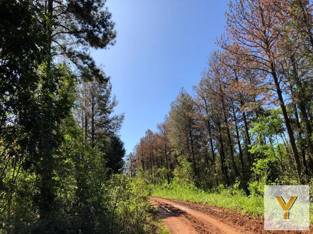 Campo en Venta - 7760000mts - Misiones 4