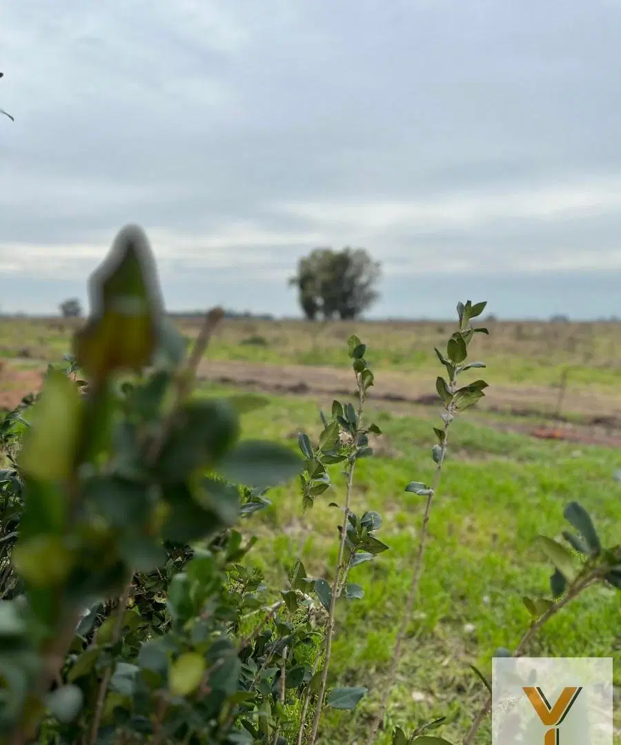 Terreno en venta - 600Mts2 - General Rodríguez 5