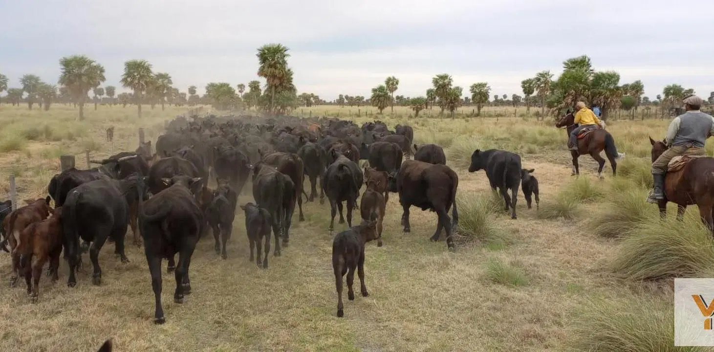 Campo en venta - 5.000 Hectáreas - Santa Fe 2