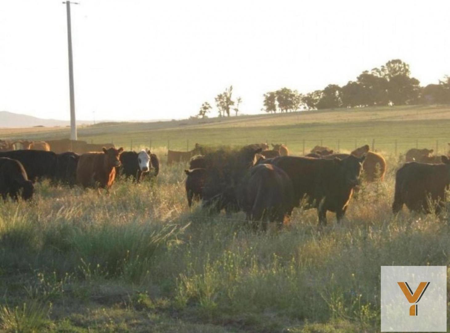 Foto de Campo en venta - 5.300.000Mts2 - Arroyo Corto, imagen 1