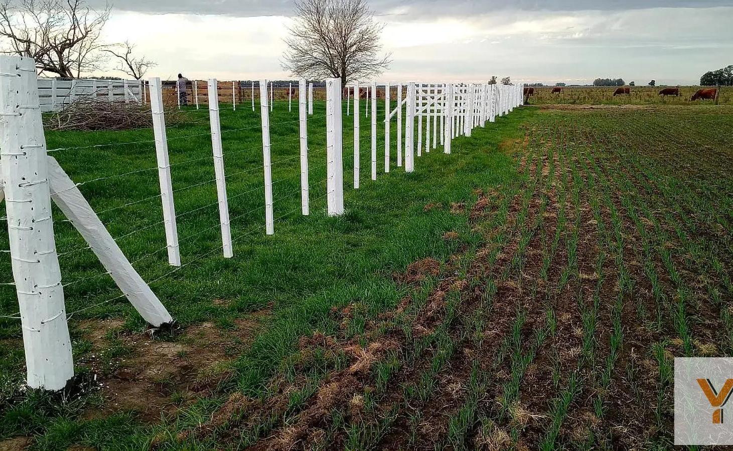 Foto de Campo en Venta - - 540mts - Saladillo, imagen 4
