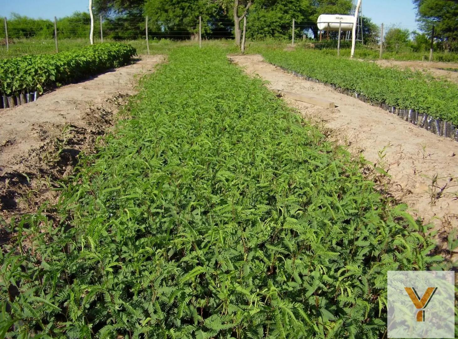 Foto de Campo en Venta - - 60000mts - Añatuya - Dpto. Juan Felipe Ibarra, imagen 5