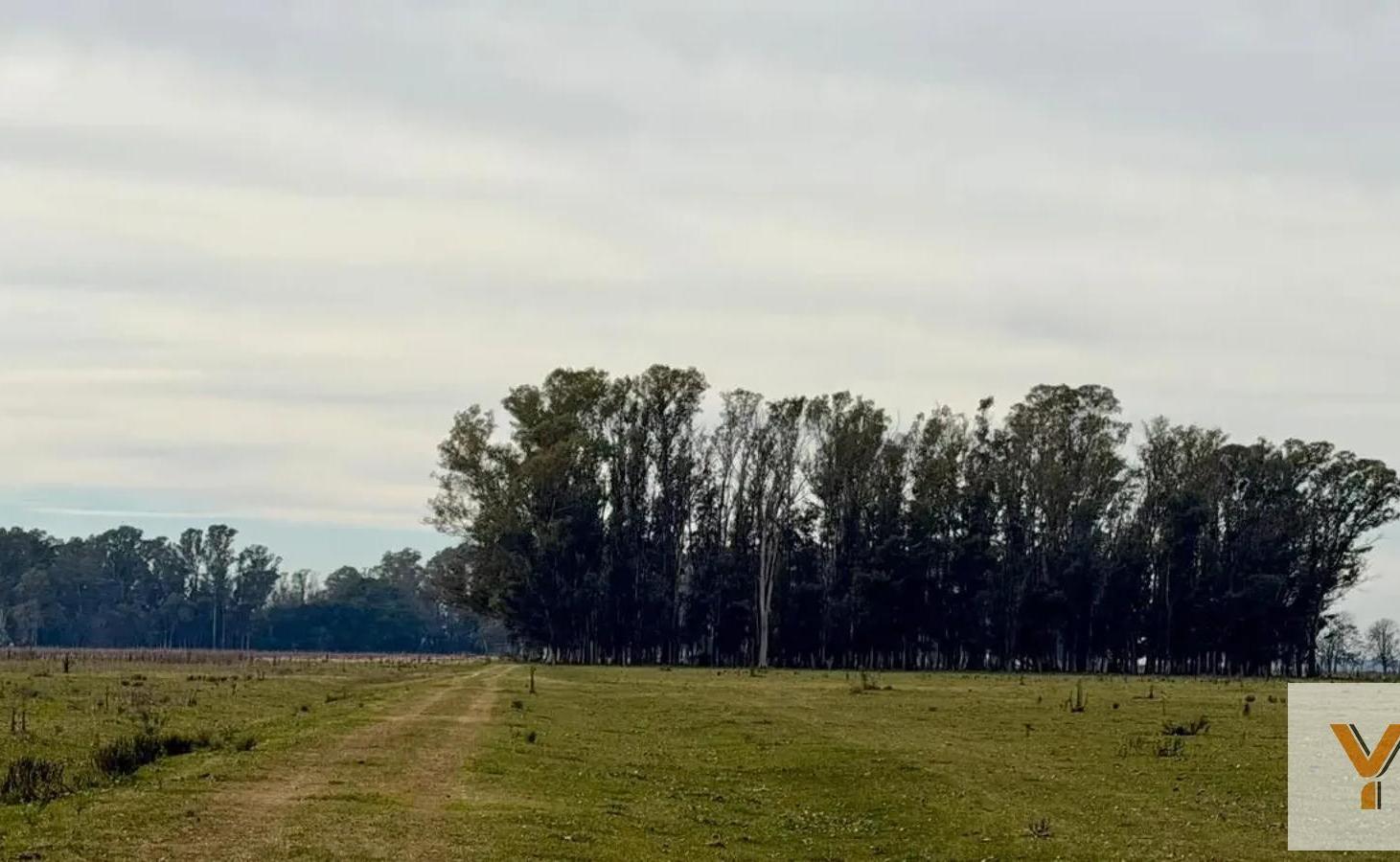Foto de Campo en Venta - - 460000mts - Pila, imagen 1