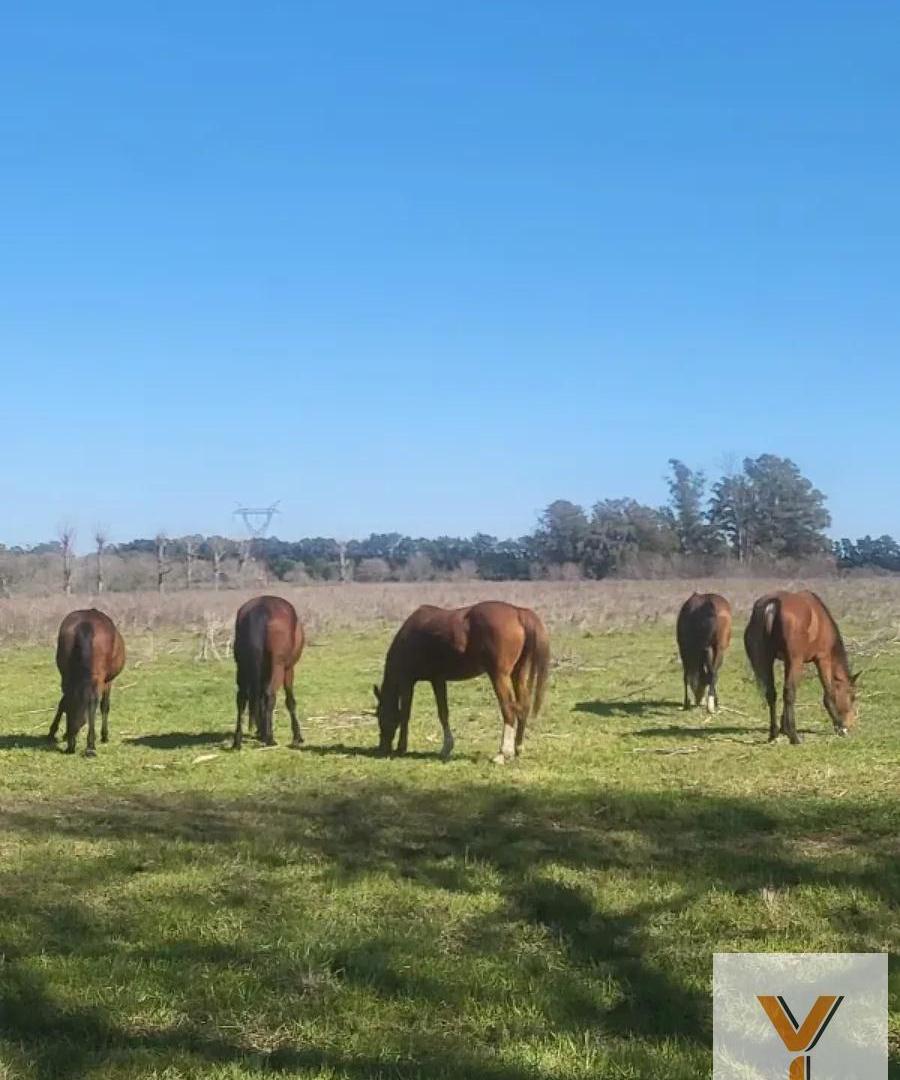 Foto de Campo en Venta - - 375000mts - Zarate, imagen 1