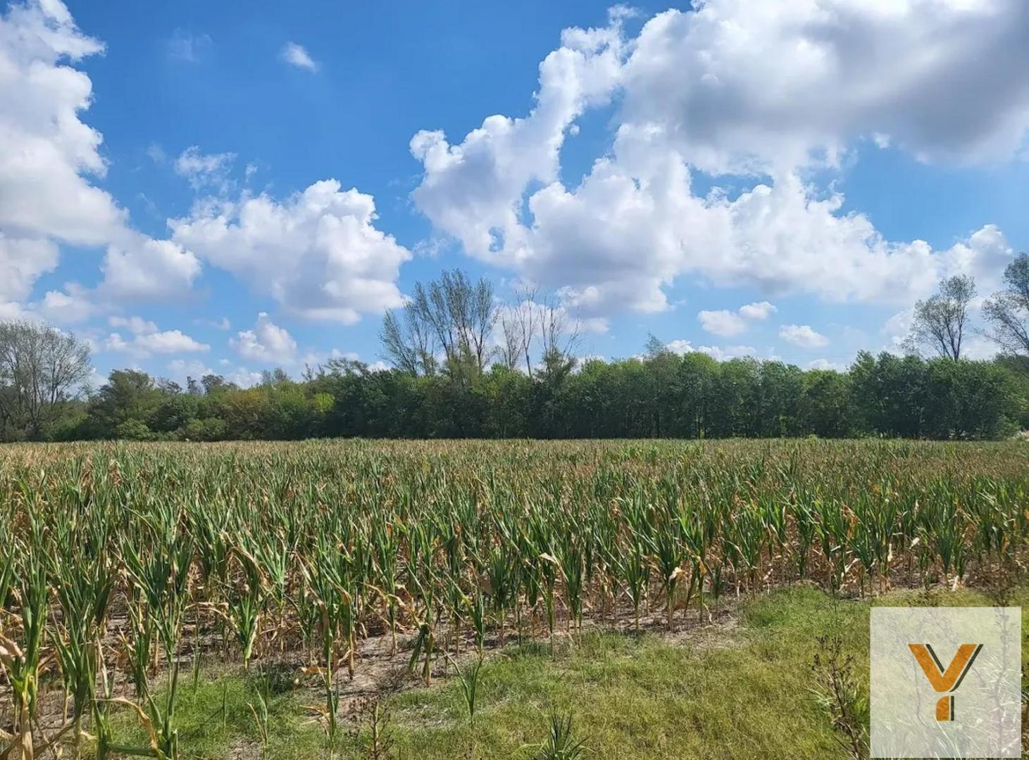 Foto de Campo en Venta - - 375000mts - Zarate, imagen 4