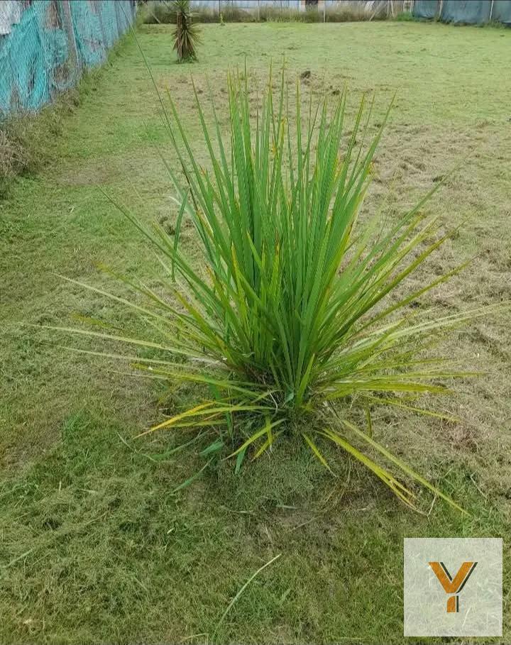 Foto de Terreno en venta - 780Mts2 - Lisandro Olmos, imagen 4