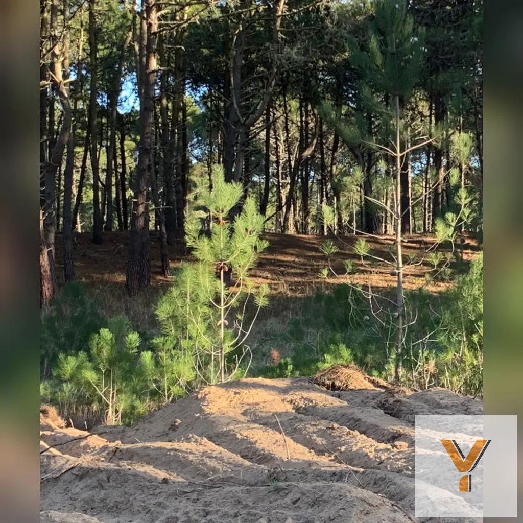 Foto de Terreno en venta - 1.098mts2 - Pinamar, imagen 1