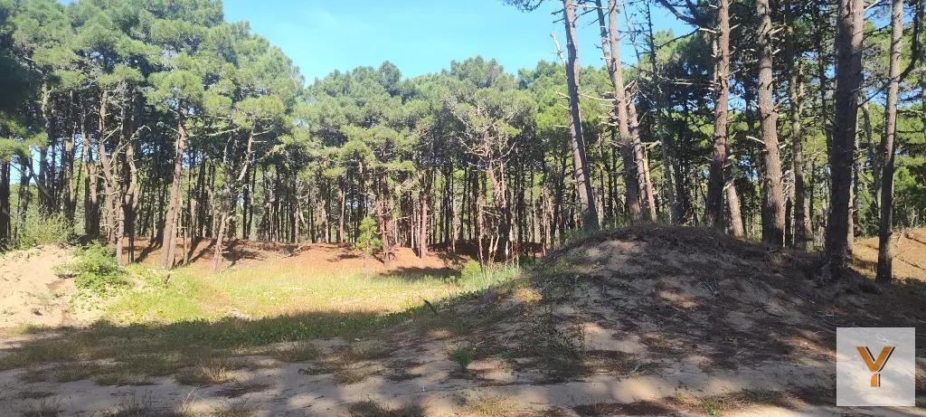 Foto de Terreno en venta - 1.098mts2 - Pinamar, imagen 3