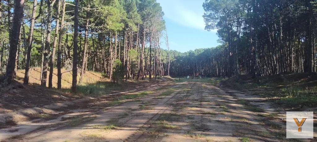 Foto de Terreno en venta - 1.098mts2 - Pinamar, imagen 4