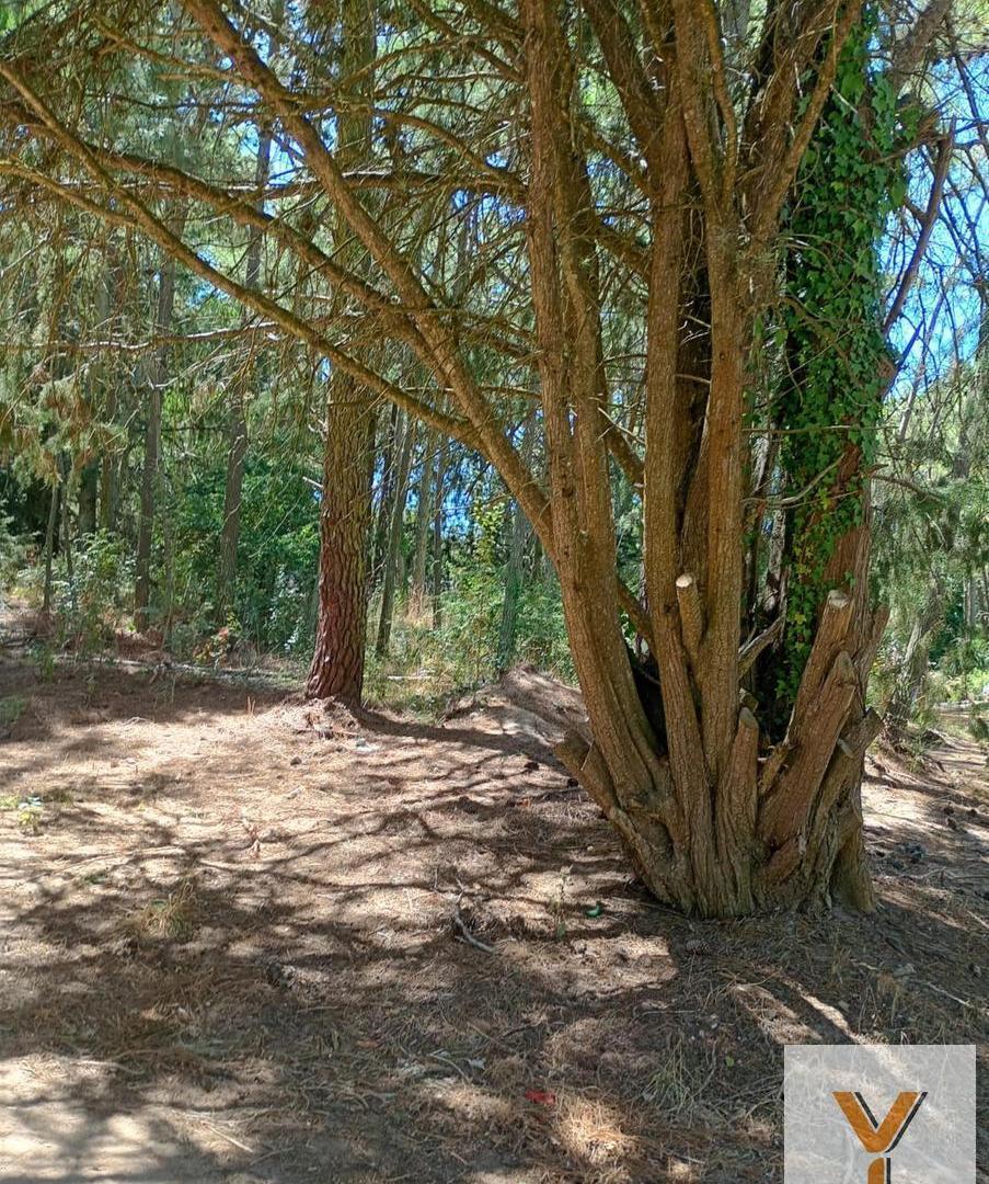 Foto de Terreno en Venta - - 1298mts - Cariló, imagen 3