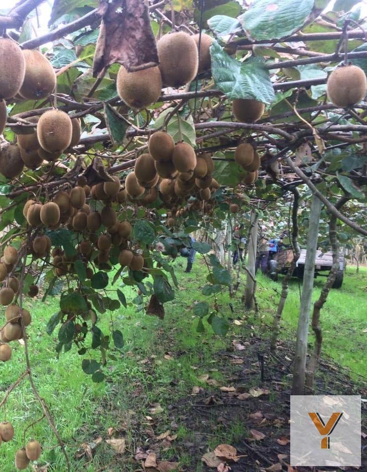 Foto de Campo en venta - 99.934Mts2 - General Pueyrredón, imagen 5
