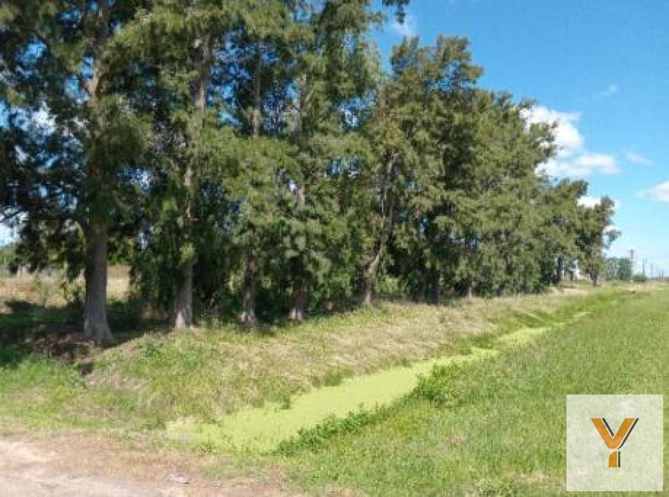 Foto de Terreno en venta - 748Mts2 - Abasto, imagen 3