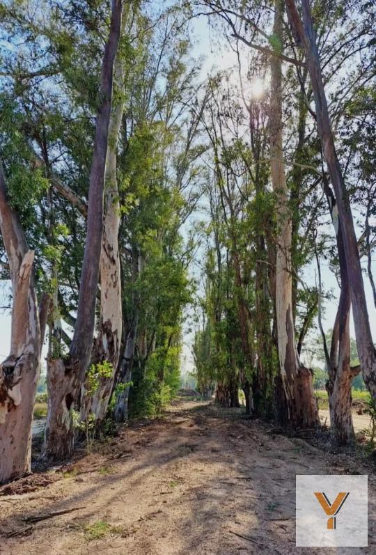 Foto de Terreno en venta - 520mts2 - Santa Sofía, Pilar Del Este, imagen 1